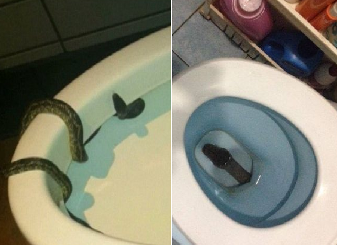 slanger-do-eavisa-toalettet.png