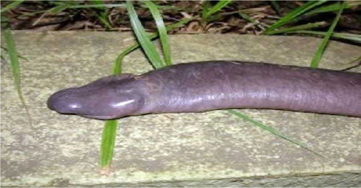 tynn penis chattesider i norge tynn penis chattesider i norge