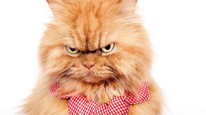 garfi-top