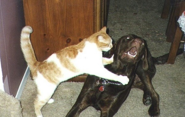 20-gifs-that-prove-cats-rule-and-dogs-drool-2-24627-1400082092-0_dblbig