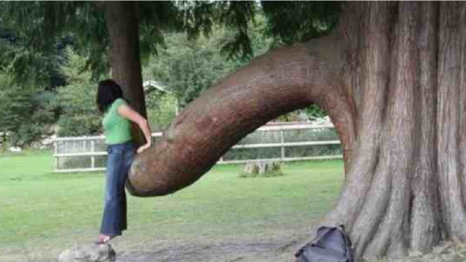 penis