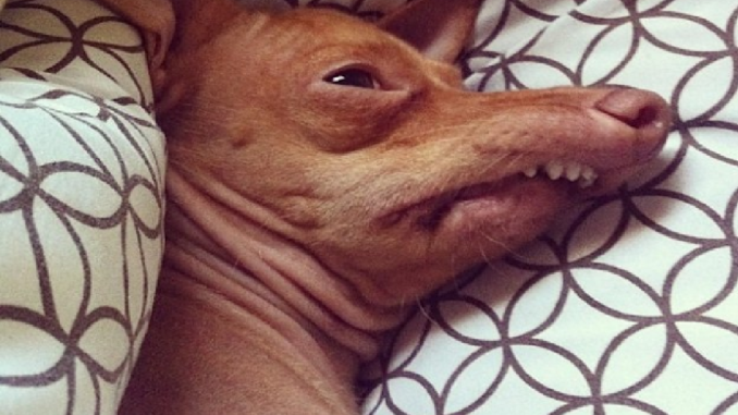 fyllesyk-verste-hangover-bilder-kur-tips-humor-eavisa