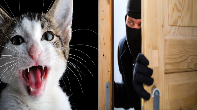 katt-mjauer-fare-innbrudd-satire-humor-eavisa