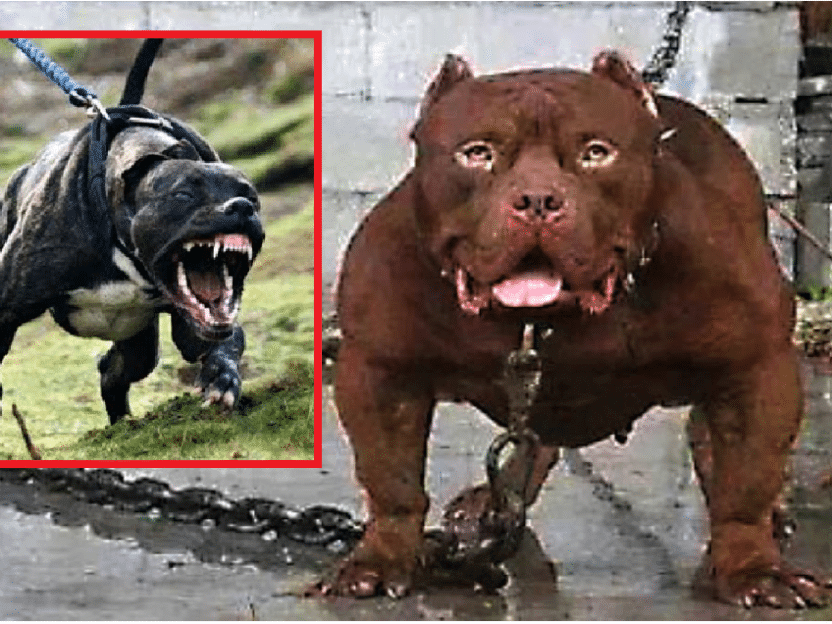 Verdens 10 mest aggressive og farligste hunder!