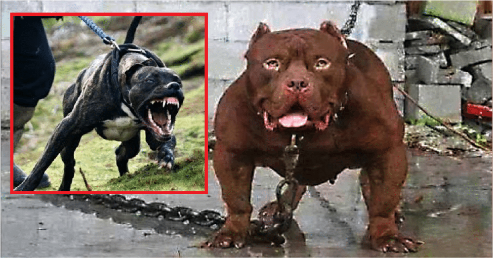 10 mest aggressive og farligste hunder!