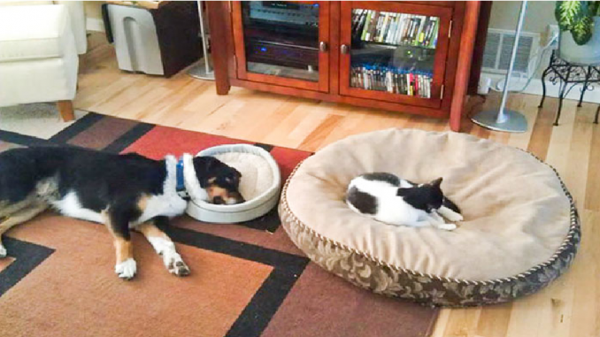 katt-hund-morsomme-bilder-dyr-eavisa
