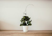 bestille planter nyheter