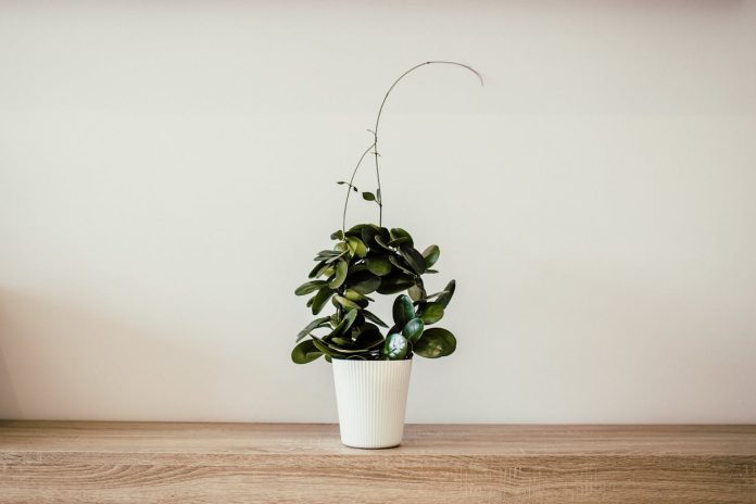 bestille planter nyheter