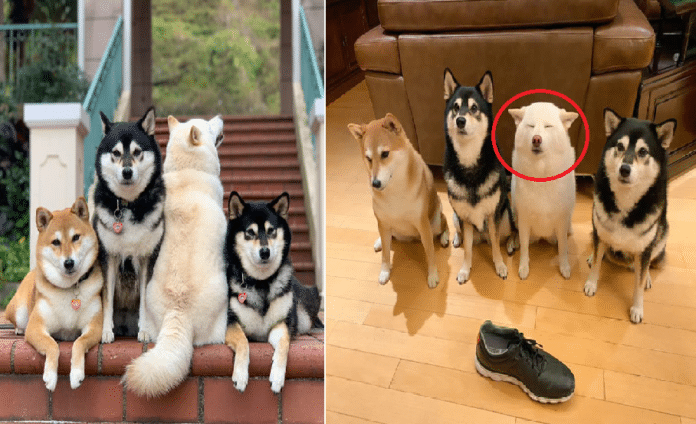 hund-morsomme-bilder-ødelegger-humor-dyr-eavisa